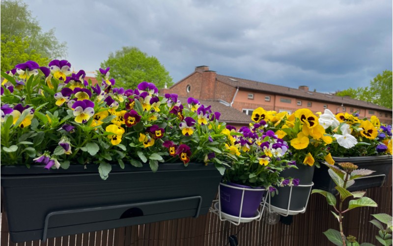 Závěsné květináče na balkoně