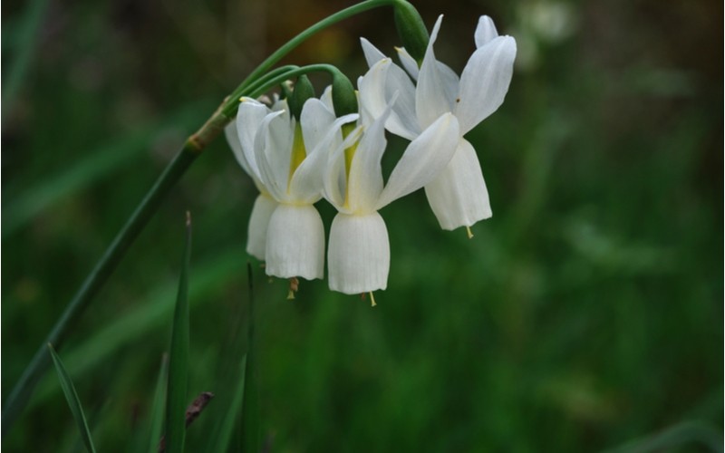 Narcis Narcissus triandrus Angels Tears