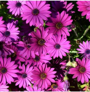 Paprskovka – kapská kopretina – Osteospermum eclonis asti mix – semena paprskovky – 6 ks