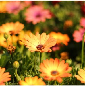 Paprskovka Sunset Shades – Osteospermum – semena paprskovky – 6 ks