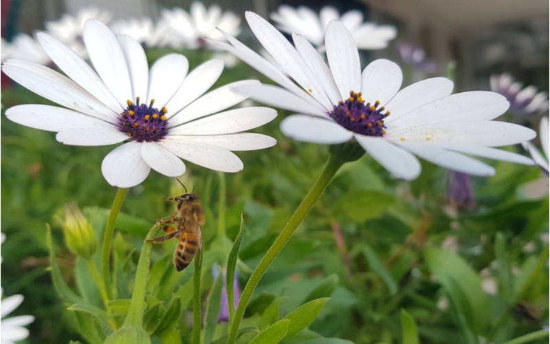 Včela na květu Osteospermum