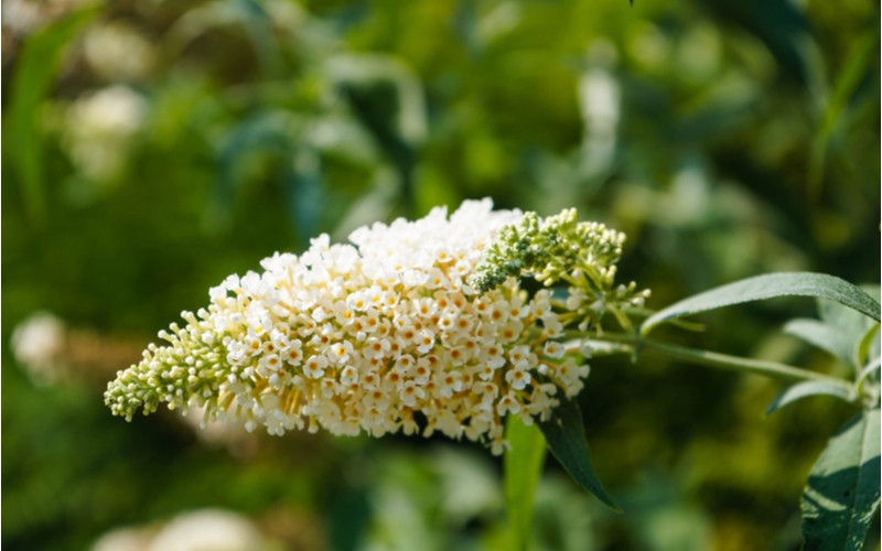 Budleje White Profusion