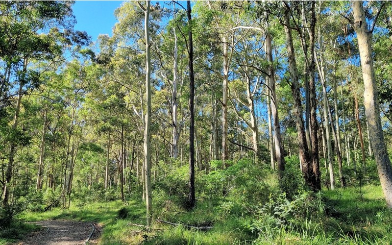 Eukalyptus ve svém přirozeném prostředí