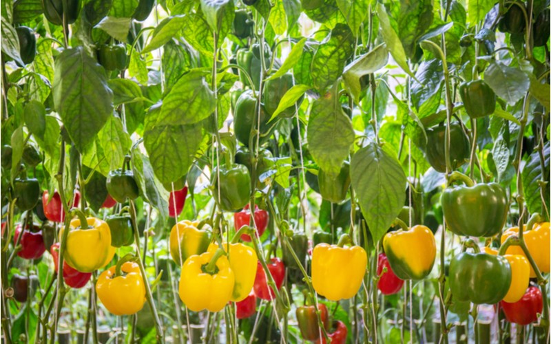 Pěstování papriky ve skleníku