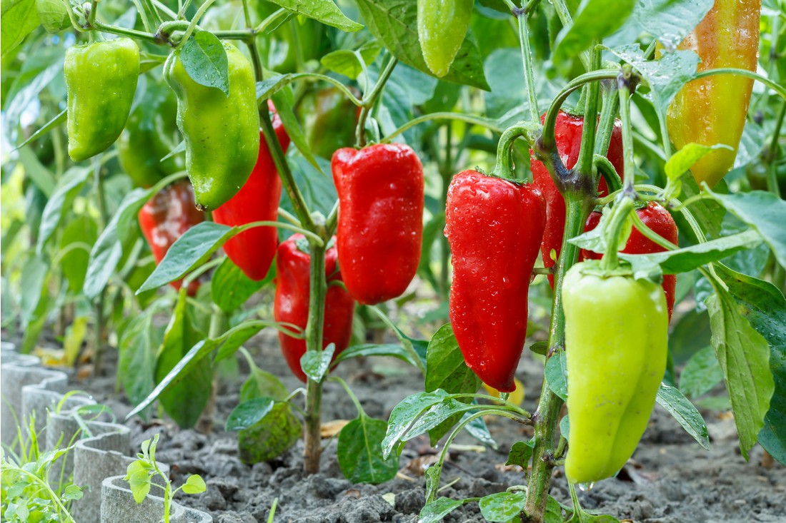 Pěstování papriky
