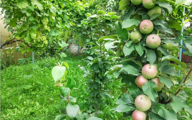 sloupovite-ovocne-stromy-jablon