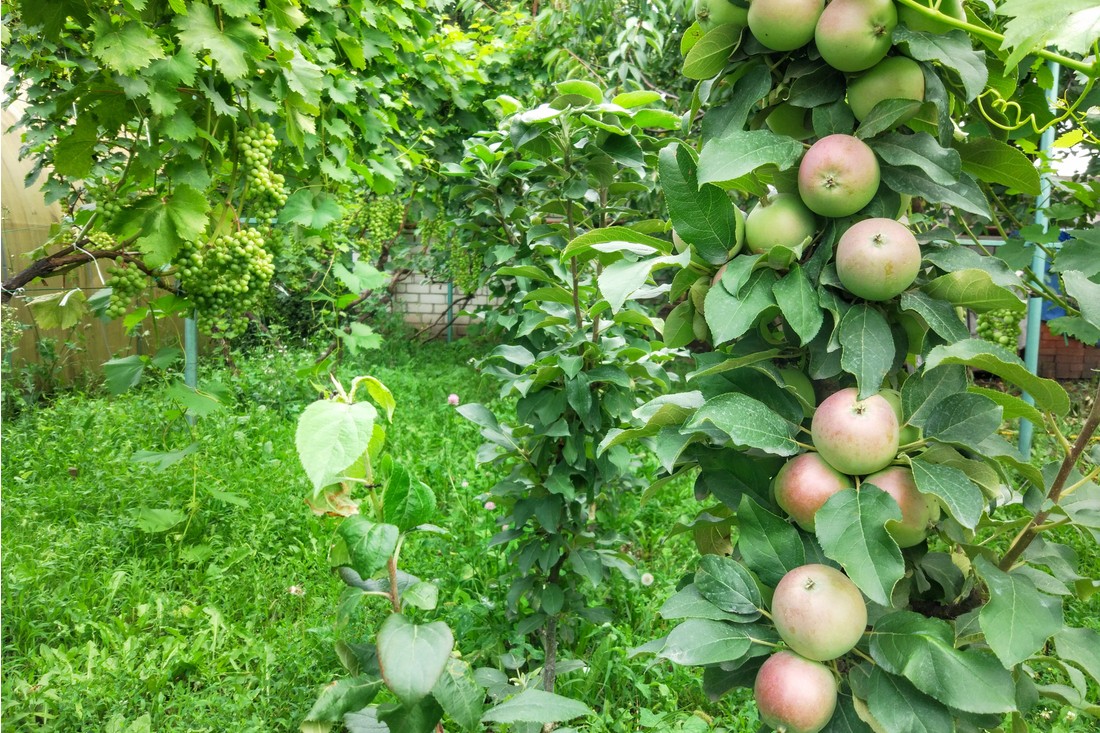 sloupovite-ovocne-stromy-jablon