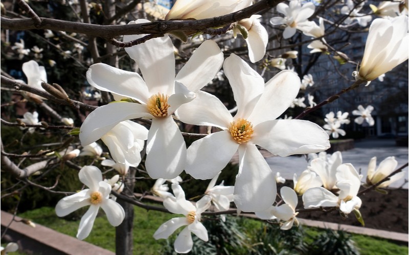 Magnolie hvězdokvětá (stellata)