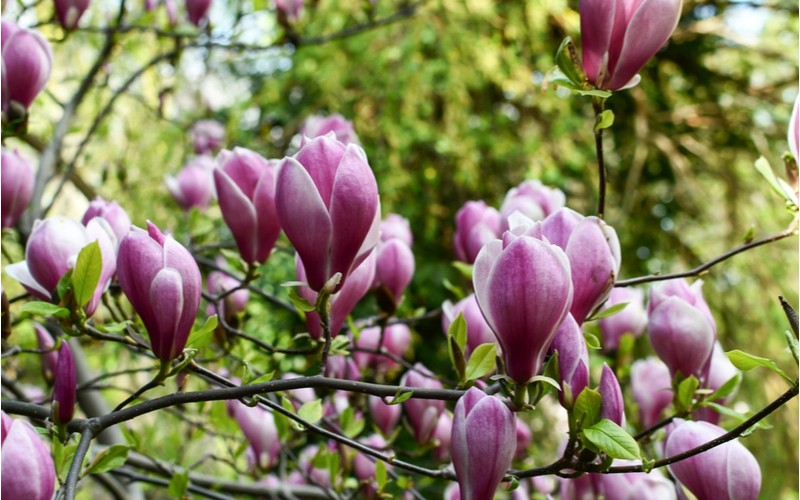 Magnolie liliokvětá (liliflora)