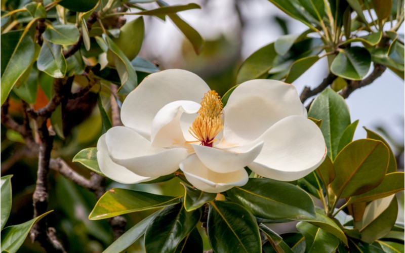 Magnolie velkokvětá (grandiflora)