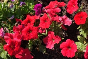 Červené minipetunie v květináči