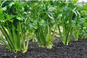 Vyzrálé celery v zemi