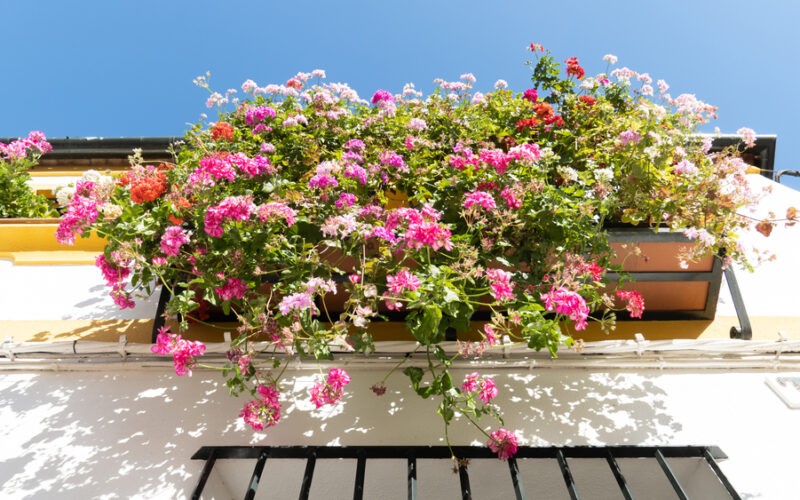 Balkon plný květin