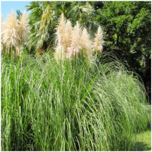 Pampová tráva – Pampas stříbrný – Cortaderia selloana – prodej semen – 10 ks