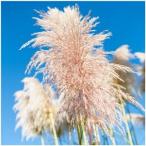 Pampová tráva růžová – Pampas – Cortaderia selloana – semena pampové trávy – 10 ks
