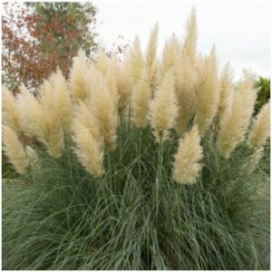 Pampová tráva stříbrná – Pampas – Cortaderia selleona – semena pampové trávy – 10 ks