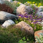 Pěstování skalniček v okrasné zahradě - ve stínu i na slunci + NÁVOD pro založení skalky a TIPY pro inspirace