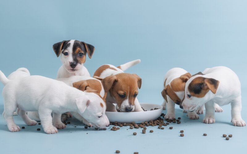 Jak vybrat granule pro štěně - krmení