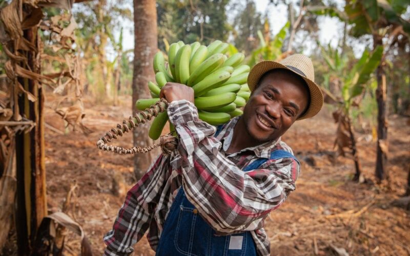 Usmátý africký farmář se spoustou čerstvě natrhaných banánů při pěstování