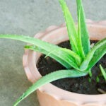 Jak na pěstování Aloe vera - péče o rostlinu a jak ji doma zpracovat na gel či nápoj