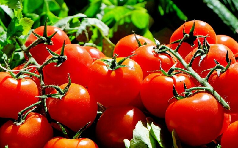 Domácí hnojivo na rajčata a papriku
