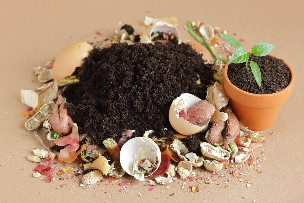 Domácí hnojivo - ilustrační obrázek: pokojová květina v květináči a kolem je různý kuchyňský odpad