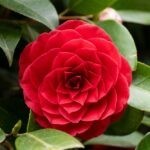 Kamélie japonská - jak pěstovat „japonskou růži“ v bytě i v zahradě