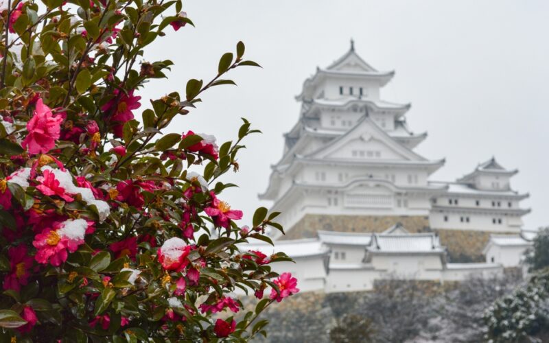 Kamélie japonská ve svém přirozeném prostředí. V pozadí je hrad Himedži (prefektura Hjógó, Honšú)