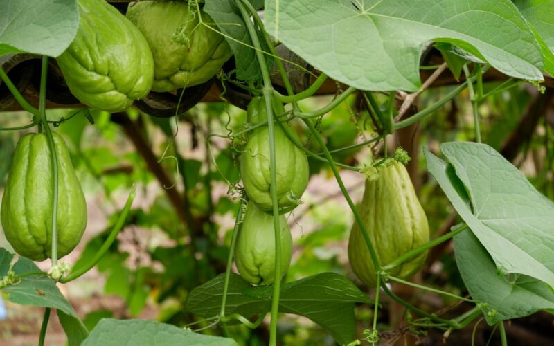 Čajot (chayote) rostlina - plody a pěstování