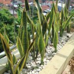 Sansevieria - tchynin jazyk, jak pěstovat