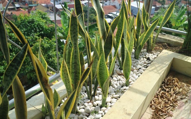 Sansevieria - tchynin jazyk, jak pěstovat