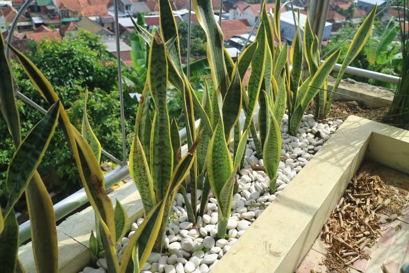 Sansevieria - tchynin jazyk, jak pěstovat