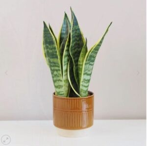 Sansevieria trifasciata ‘Laurentii’