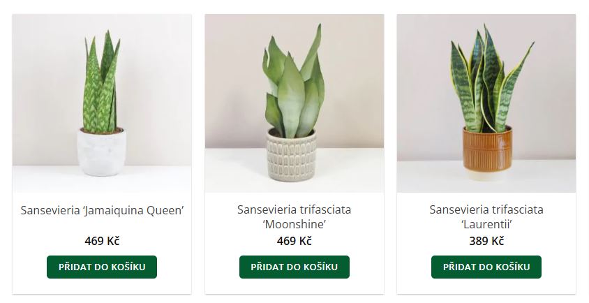 Tchynin jazyk v eshopu Plantizia