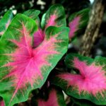 Caladium - jak jej pěstovat, péče, prodej