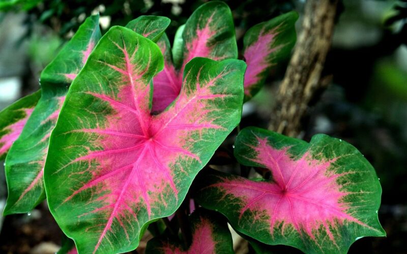 Caladium - jak jej pěstovat, péče, prodej